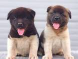 American Akita puppies - photo 1