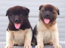 American Akita puppies