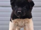 American Akita puppies - photo 4