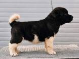 American Akita puppies - photo 5