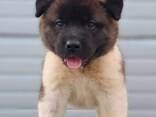 American Akita puppies - photo 7
