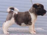 American Akita puppies - photo 8