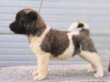 American Akita puppies - photo 3