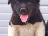 American Akita puppies - photo 2