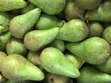 Best pears from Poland wholesale - фото 3