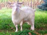 Boer goats - photo 1