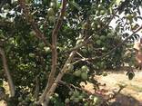 Chandler -Fernor Walnut Saplings (Tree)