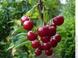 Cherry from sunny Uzbekistan - photo 1
