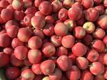 Export Apples / Red Prince / Champion / Golden / Mutsu / Jonagored - photo 2