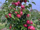 Export Apples / Red Prince / Champion / Golden / Mutsu / Jonagored - photo 5