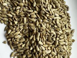 Језгра сунцокрета