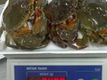 Fresh and Frozen King Crab Clusters/ Live Whole King Crabs/ Blue Swimming Crabs - фото 5