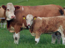 Healthy Simmental Cattle