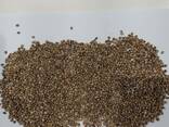 HEMP SEEDS - фото 1