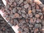 Изюм коричневы (Офтоби) сушеный на солнце без обработки экологический чисты. - фото 1