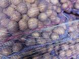 Картофель - фото 8