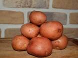 Картофель оптом (Export from Belarus) - фото 1