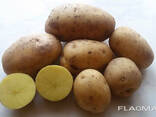 Картофель продовольственный - фото 1