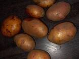 Картофель продовольственный из Беларуси - фото 1