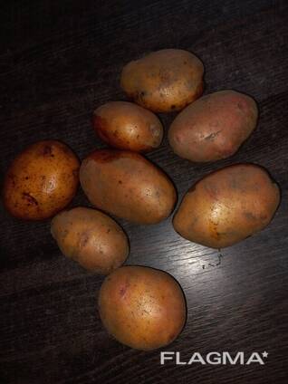 Картофель продовольственный из Беларуси