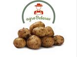 Krompir iz Belorusije плодоовощная продукция - фото 1