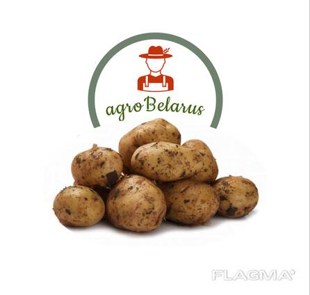 Krompir iz Belorusije плодоовощная продукция