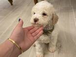 Lagotto romagnolo puppy - photo 1