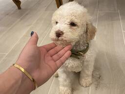 Lagotto romagnolo puppy