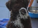 Lagotto romagnolo puppy - photo 2