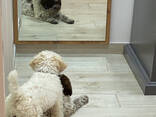 Lagotto romagnolo puppy - photo 6