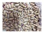 Light Speckled Kidney beans sugar beans pinto beans for sale - фото 2