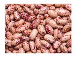 Light Speckled Kidney beans sugar beans pinto beans for sale - фото 6