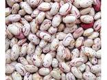 Light Speckled Kidney beans sugar beans pinto beans for sale - фото 7