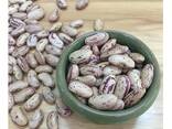 Light Speckled Kidney beans sugar beans pinto beans for sale - фото 8