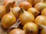 Лук свежий Урожай 2023 Экспорт - фото 1