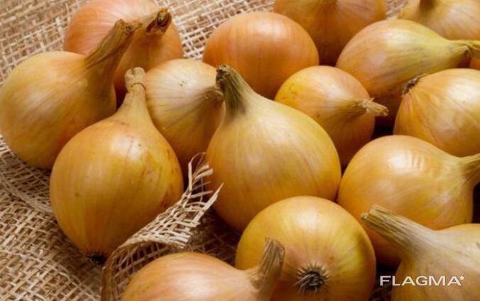Лук свежий Урожай 2023 Экспорт
