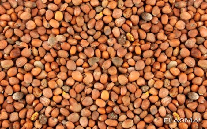 Oilseed radish