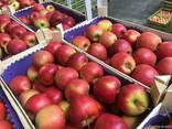 Polish apples, La-Sad - фото 2