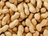 Продается неочищенный арахис оптом из Узбекистана - фото 2