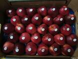 Продам яблоки с Польши - фото 1