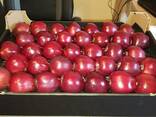 Продам яблоки с Польши - фото 4