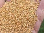 Просо - фото 1