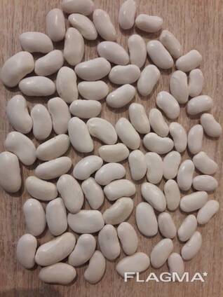 Direct deliveries of BEANS from KYRGYZSTAN.