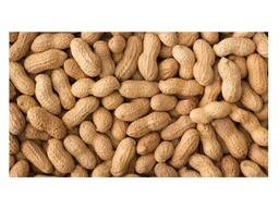 Pure Origin Bold Peanut Kernel 100% Organic Ground Nuts Raw Peanut Buy at Affordable Price