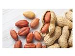 Pure Origin Bold Peanut Kernel 100% Organic Ground Nuts Raw Peanut Buy at Affordable Price - фото 1