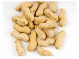 Pure Origin Bold Peanut Kernel 100% Organic Ground Nuts Raw Peanut Buy at Affordable Price - фото 2