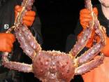 Red king crab (Paralitodes camtschaticus) - Norwegian King Crabs - Snow Crab Legs for sale - фото 6