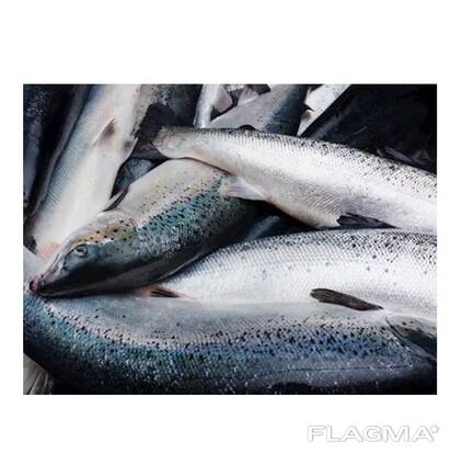 Salmon Fish Frozen Fillet Fresh And Frozen Atlantic Salmon Fish/Whole Frozen Salmon/Salmon