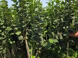 Саженцы плодовых деревьев производства Сербия - photo 13