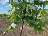 Саженцы плодовых деревьев производства Сербия - photo 14